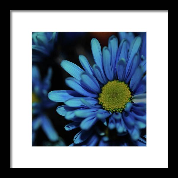 Blue Daisy - Framed Print