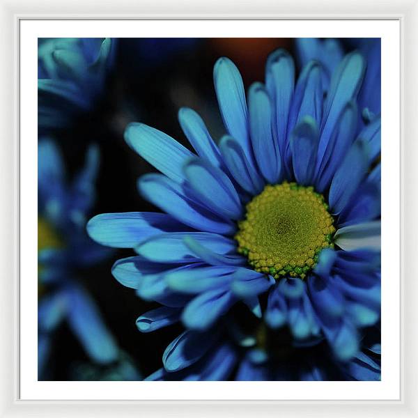 Blue Daisy - Framed Print