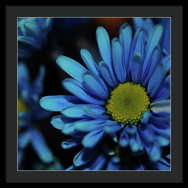Blue Daisy - Framed Print