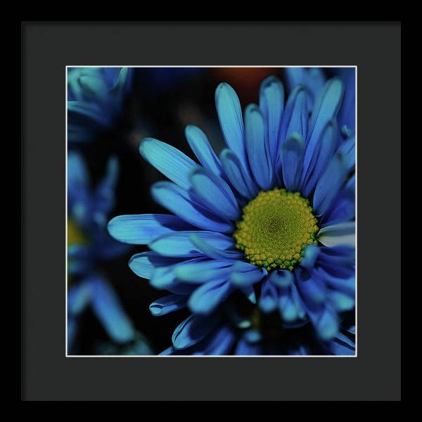 Blue Daisy - Framed Print