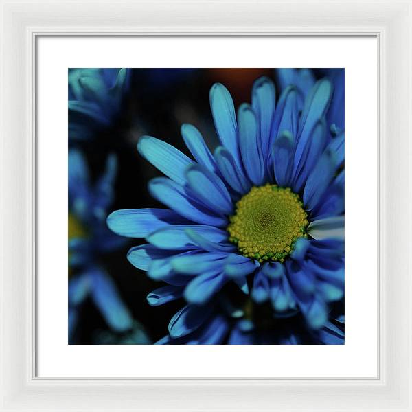 Blue Daisy - Framed Print