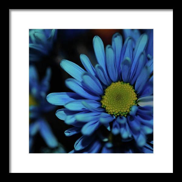 Blue Daisy - Framed Print