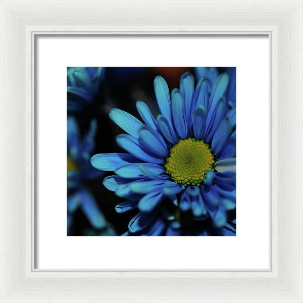 Blue Daisy - Framed Print