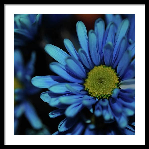 Blue Daisy - Framed Print