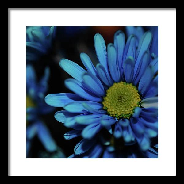 Blue Daisy - Framed Print