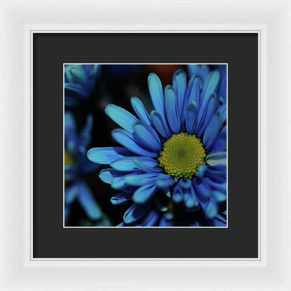 Blue Daisy - Framed Print