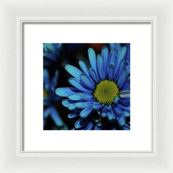 Blue Daisy - Framed Print