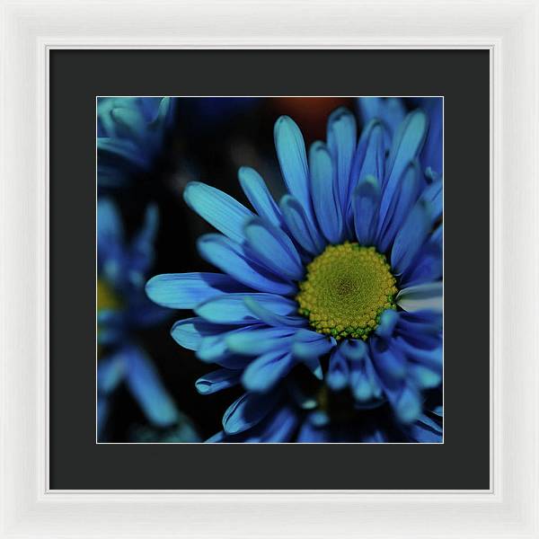 Blue Daisy - Framed Print