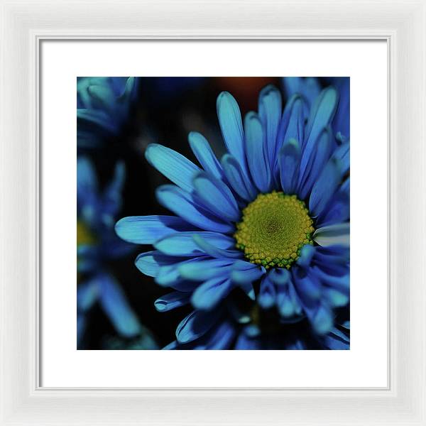 Blue Daisy - Framed Print
