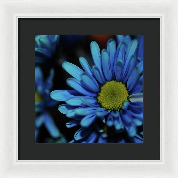 Blue Daisy - Framed Print