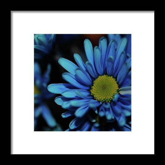 Blue Daisy - Framed Print