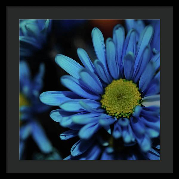 Blue Daisy - Framed Print