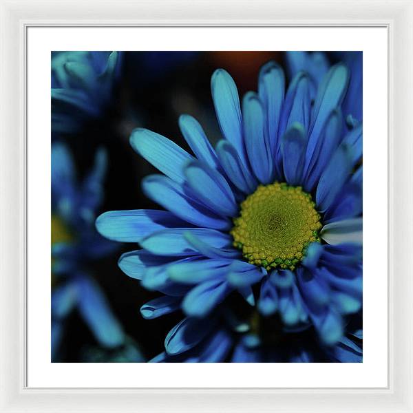 Blue Daisy - Framed Print