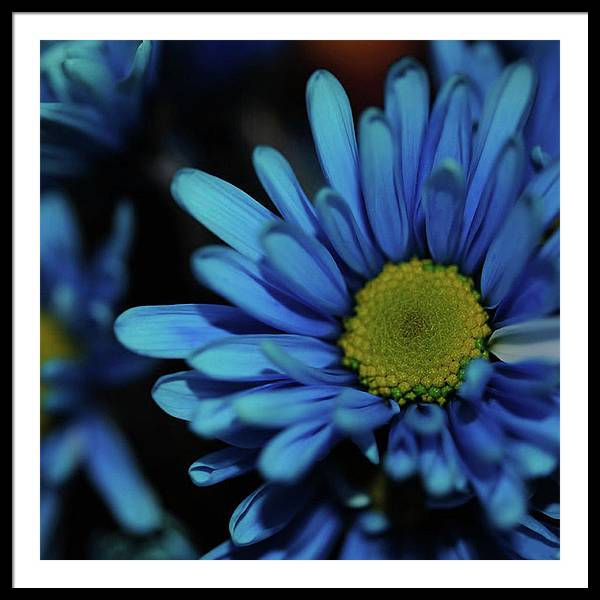 Blue Daisy - Framed Print