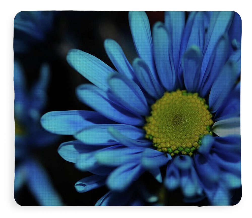 Blue Daisy - Blanket