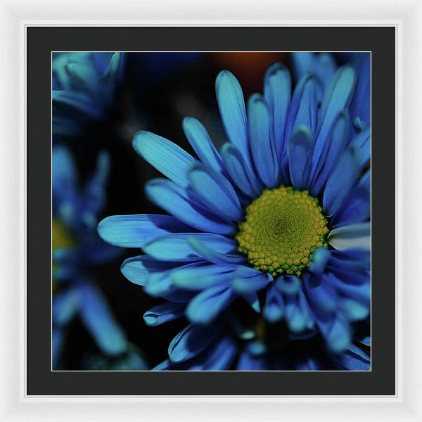 Blue Daisy - Framed Print