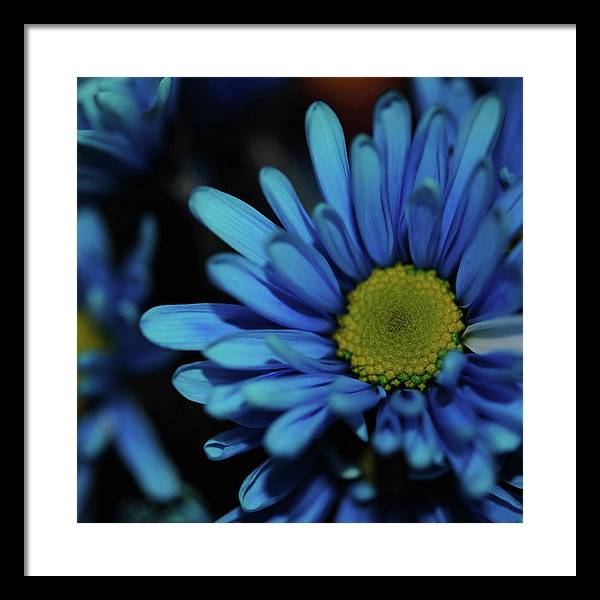 Blue Daisy - Framed Print