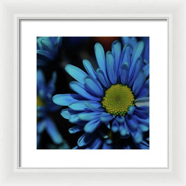 Blue Daisy - Framed Print