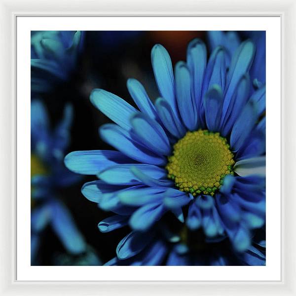 Blue Daisy - Framed Print