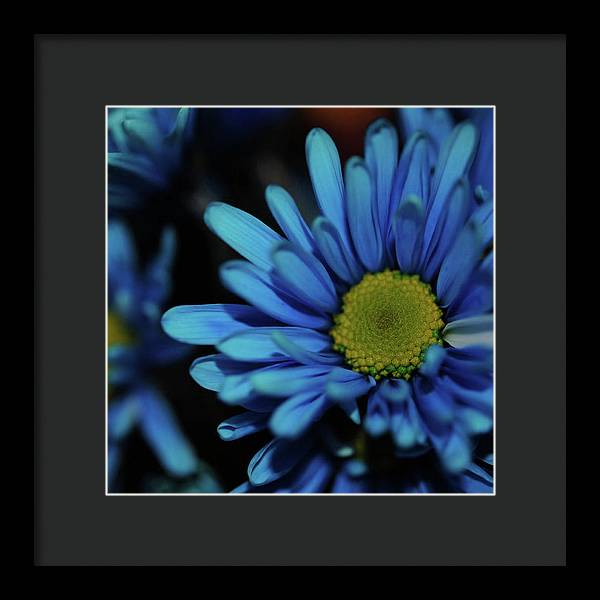 Blue Daisy - Framed Print