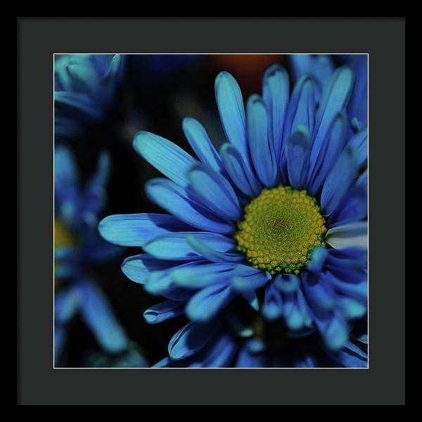 Blue Daisy - Framed Print