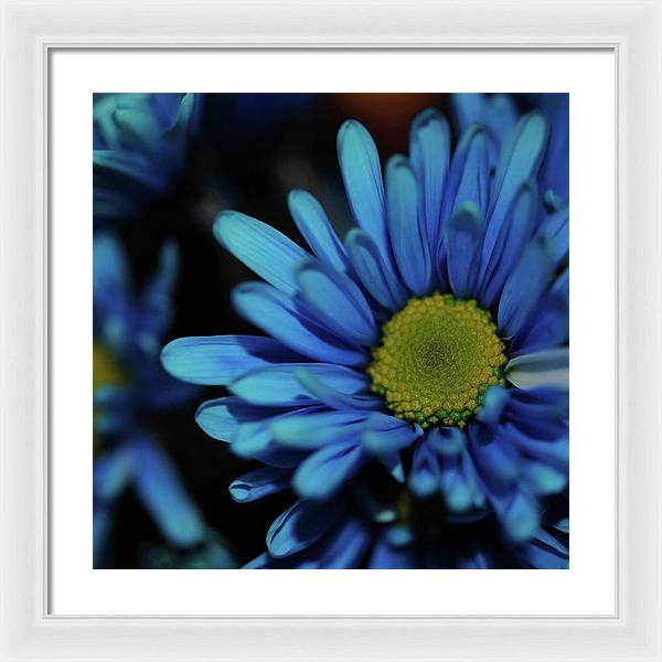 Blue Daisy - Framed Print