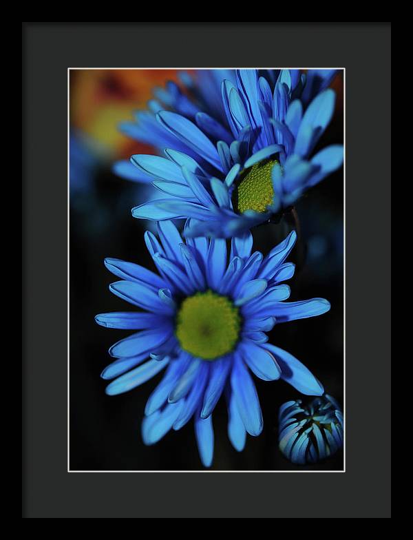 Blue Daisy Vertical - Framed Print