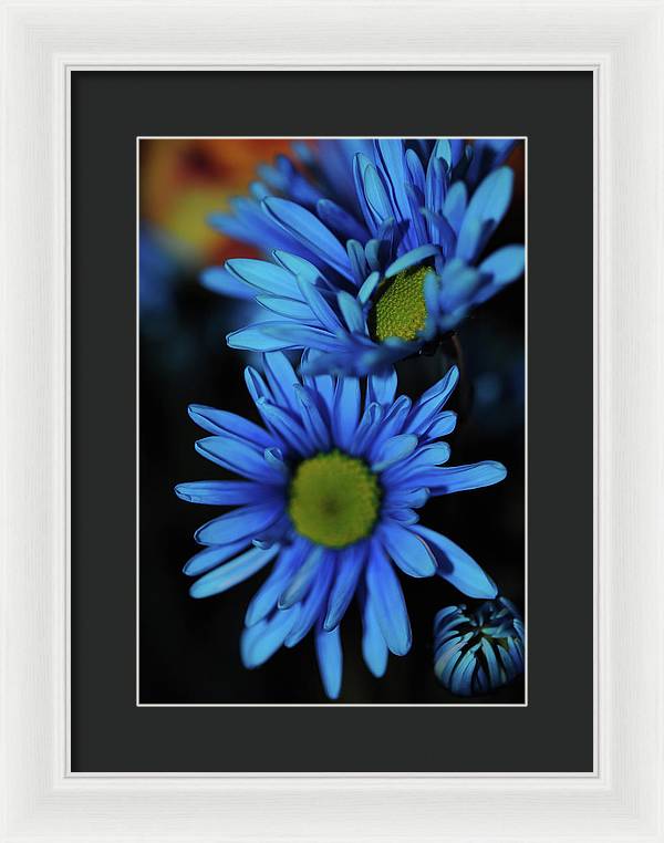 Blue Daisy Vertical - Framed Print