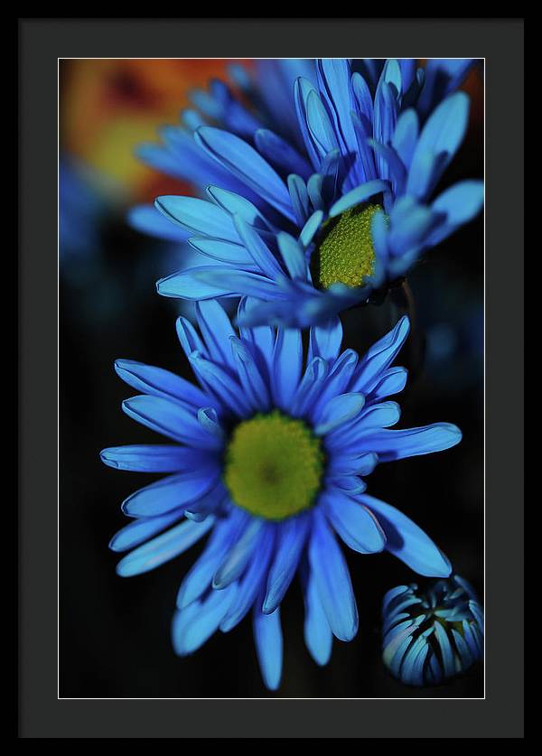 Blue Daisy Vertical - Framed Print