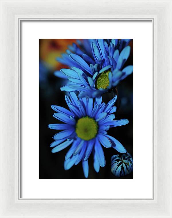 Blue Daisy Vertical - Framed Print
