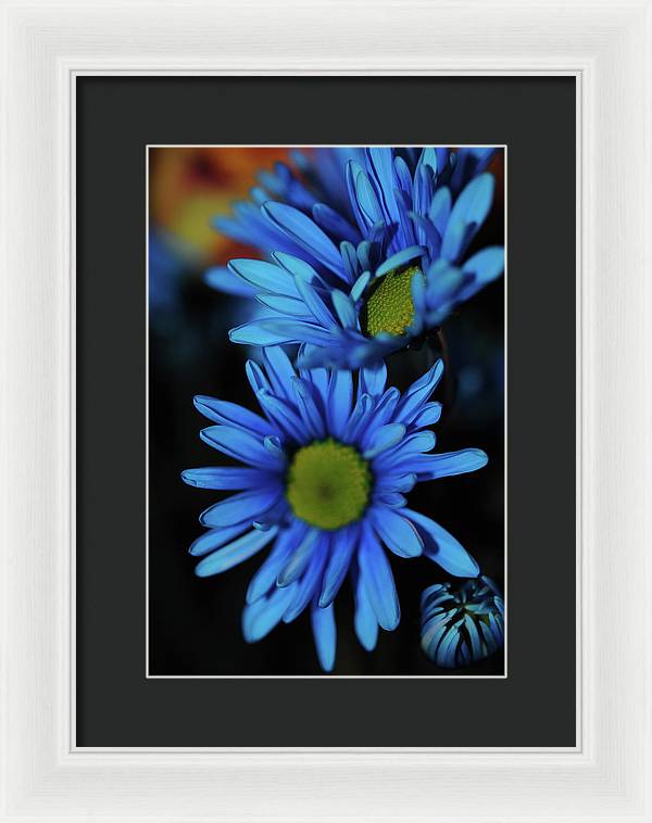 Blue Daisy Vertical - Framed Print