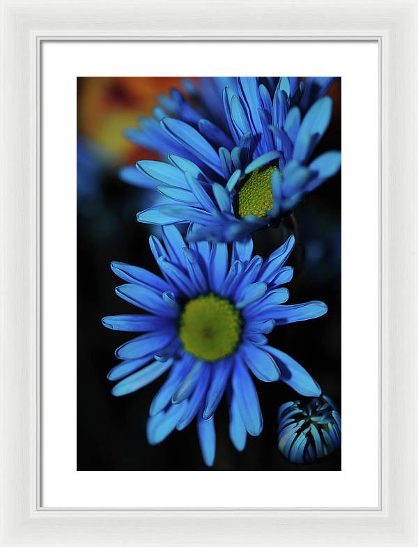 Blue Daisy Vertical - Framed Print