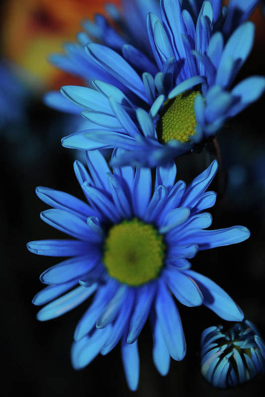 Blue Daisy Vertical - Art Print