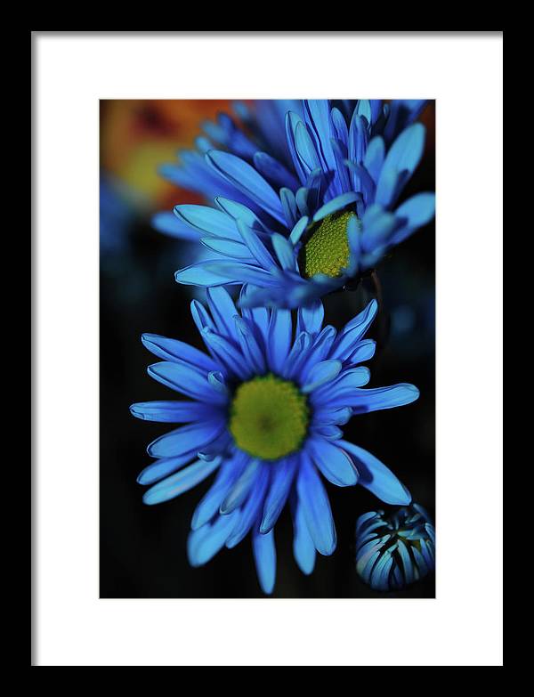 Blue Daisy Vertical - Framed Print