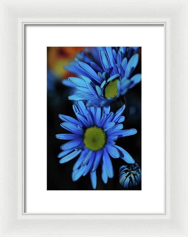 Blue Daisy Vertical - Framed Print