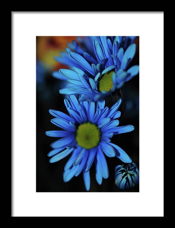 Blue Daisy Vertical - Framed Print