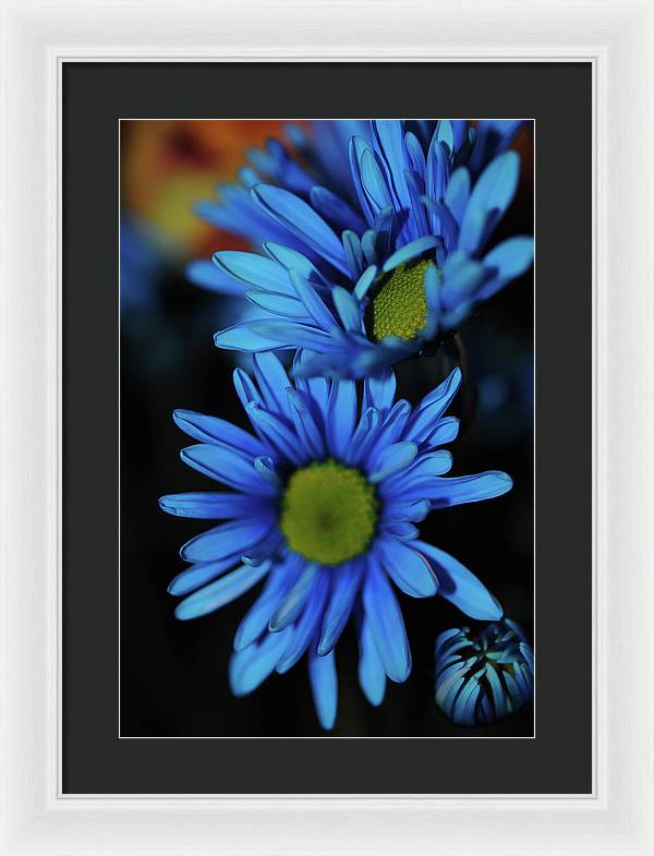 Blue Daisy Vertical - Framed Print