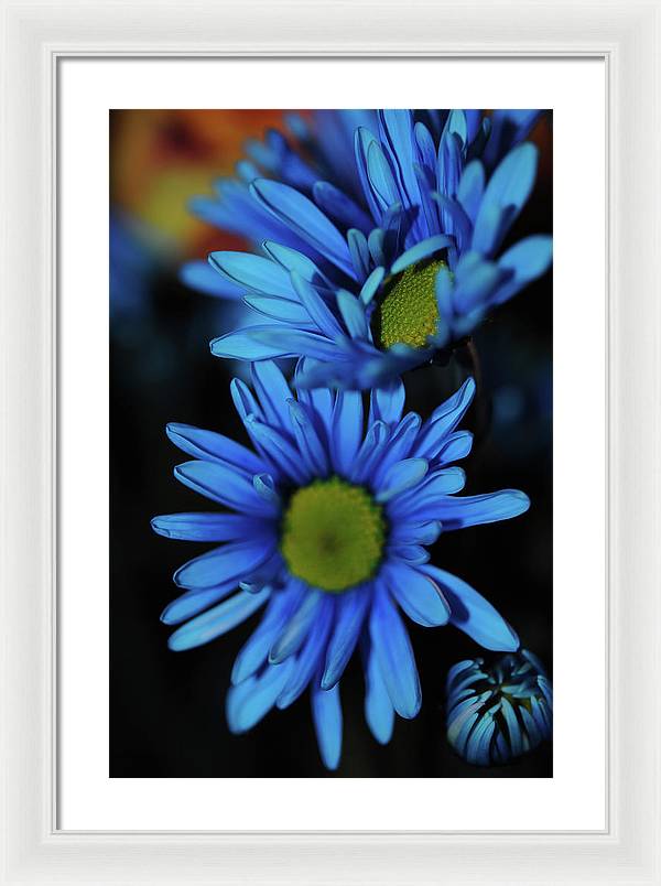 Blue Daisy Vertical - Framed Print