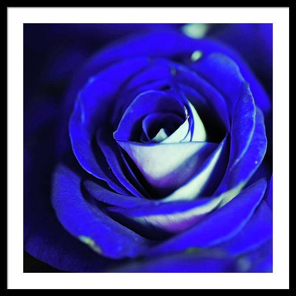 Blue Rose - Framed Print