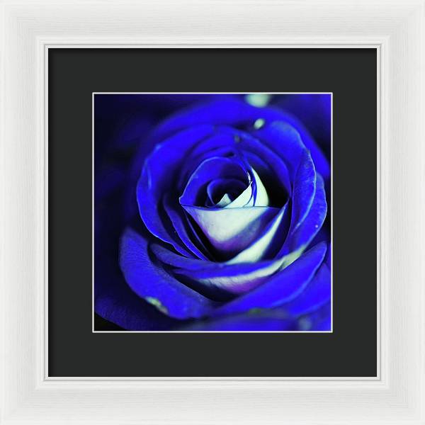 Blue Rose - Framed Print
