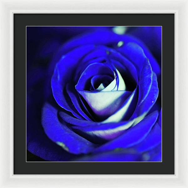 Blue Rose - Framed Print