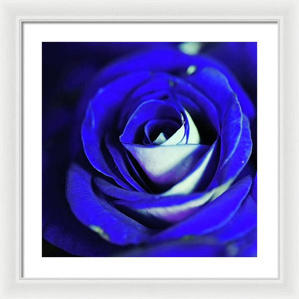 Blue Rose - Framed Print
