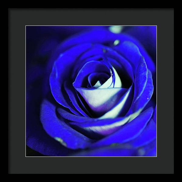 Blue Rose - Framed Print