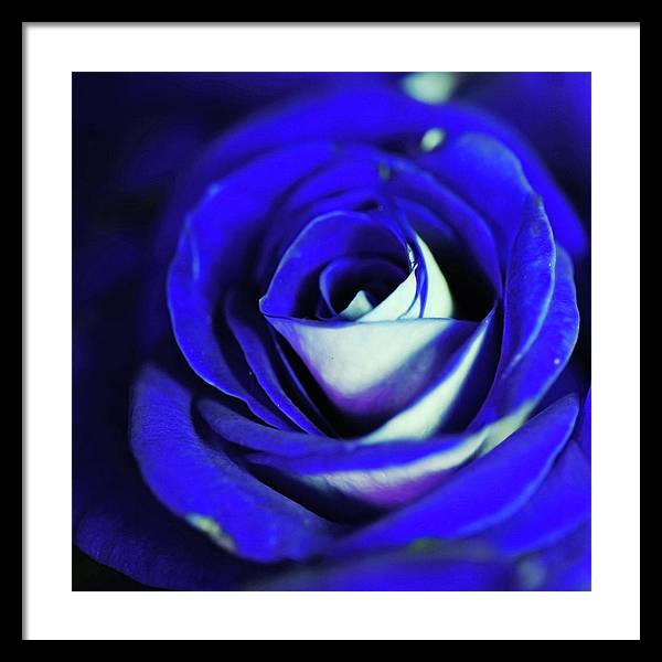 Blue Rose - Framed Print