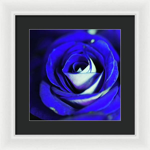 Blue Rose - Framed Print