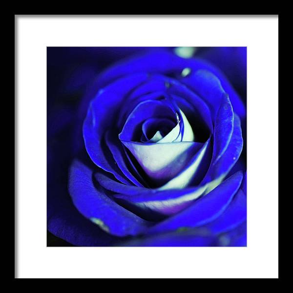 Blue Rose - Framed Print