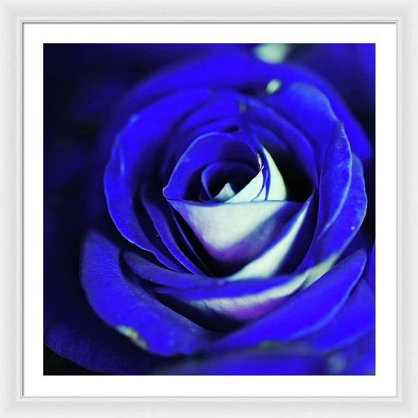 Blue Rose - Framed Print