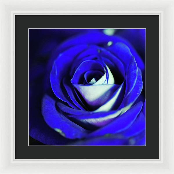 Blue Rose - Framed Print