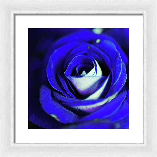 Blue Rose - Framed Print