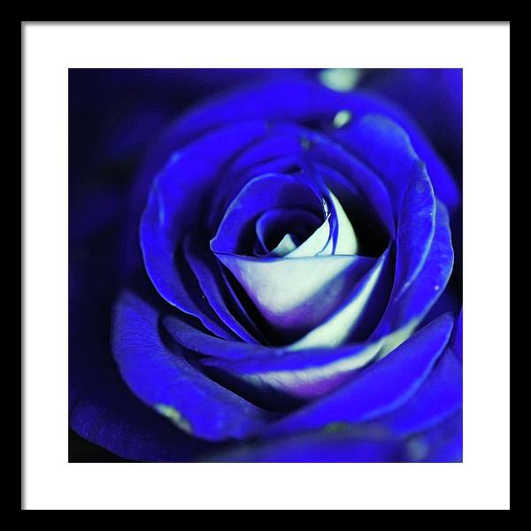Blue Rose - Framed Print
